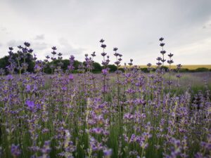 Lavender (Лавандула) от семейство Устноцветни